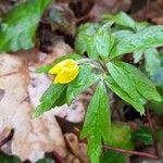 Anemone ranunculoides Blomma