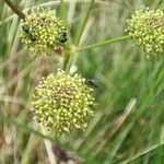 Epikeros pyrenaeus 花