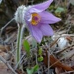 Pulsatilla grandis Flor