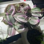 Tradescantia cerinthoides Feuille