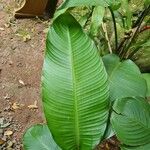 Heliconia stricta Leaf