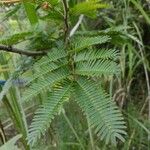 Mimosa bimucronata Leaf