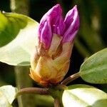 Rhododendron ponticum Kukka