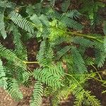 Prosopis juliflora Leaf