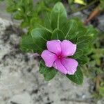 Catharanthus roseusFleur