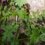 Cardamine impatiens 葉