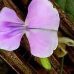 Vigna vexillata Flor