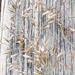 Agrostis capillaris Fruchs