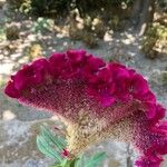 Celosia argenteaFlower