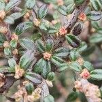 Cotoneaster microphyllus পাতা