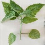 Salvia dorisiana Leaf