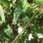 Distimake aegyptius बार्क (छाल)