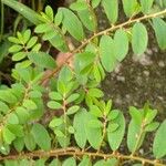 Phyllanthus caroliniensis Folha