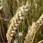 Triticum aestivum Плід