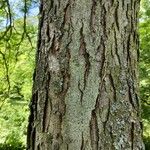 Gleditsia sinensis Bark