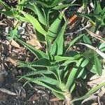 Aloe × delaetii ᱥᱟᱠᱟᱢ