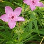 Phlox glaberrima ফুল