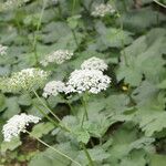 Heracleum alpinum अन्य