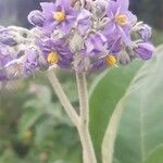 Solanum mauritianum Fleur