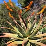 Aloe marlothii 葉