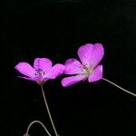 Geranium donianum Habitus