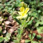 Helianthemum salicifolium Fula