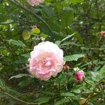 Rosa abietina Floare