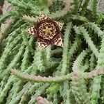 Orbea variegata Květ