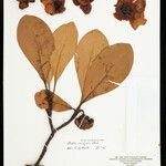 Clusia insignis Fruto
