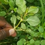 Trianthema portulacastrum Leaf