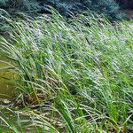 Typha angustifolia عادت داشتن