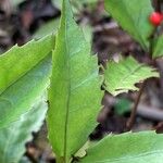 Sarcandra glabra 叶