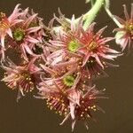 Sempervivum montanum Flower