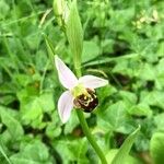 Ophrys apifera Fula