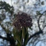 Callicarpa pedunculata Fruit
