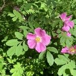 Rosa woodsii 花