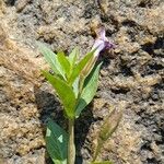 Lindernia dubia Flower