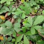 Potentilla reptans 葉