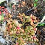 Crassula pubescens Лист