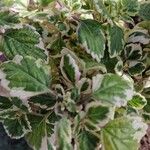 Coleus madagascariensis Leaf