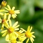 Senecio squalidus Цветок