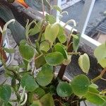 Peperomia polybotryaᱥᱟᱠᱟᱢ