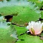 Nymphaea alba पत्ता