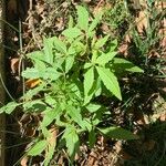 Vitex negundo Leaf