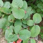 Cotoneaster integerrimus Fuelha