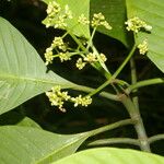 Psychotria panamensis Blomma