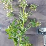 Erechtites valerianifolius 花