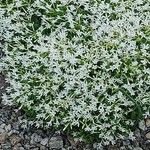 Phlox condensata Flower