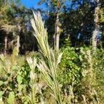 Andropogon bicornis Leaf