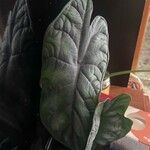 Alocasia baginda Лист